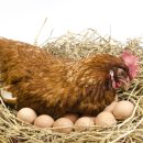 현대부화장 이미지