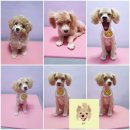 웃개살롱 이미지