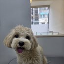 멍빨털빨 이미지