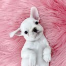 오독안심분양센터 강아지분양 고양이분양 인천점 이미지