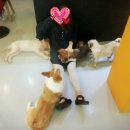 부평 애견카페 펫톡 후기ㅎㅎ