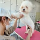 벤자민펫미용학원 이미지