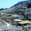 매화농장 이미지