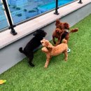 파브 퍼피 이미지