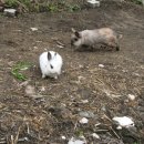 매봉산장 이미지