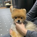 개님은 털빨 이미지