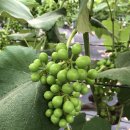 김경순농장 이미지