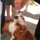 경기용인지역자활센터[더 건강하개] 이미지