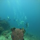 The Gili Asahan Dive and Coral Planting trip 이미지