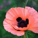 살바토레펜션 이미지