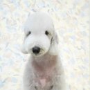 트리밍스튜디오제제 이미지