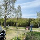 대저생태공원 | 부산 대저생태공원 유채꽃 축제 애견동반 후기