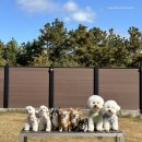 까사델뻬로 이미지