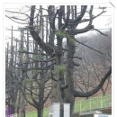 낙동강 칠백리 이미지