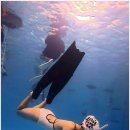 소노클링 캐롬클럽 | 서울프리다이빙 제대로 배우는 곳, 펀펀다이브 클럽 다이빙 입문하기 좋아