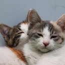 바우동물병원 이미지