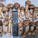 검성로-17 이미지