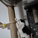 혜승 | 은평구 불광동 다루 동물병원 고양이 전발치 수술 후기