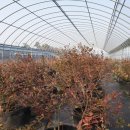 일중농장 이미지