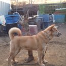 정우켄넬 이미지