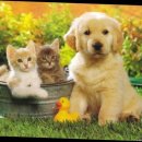 애견매니아 이미지