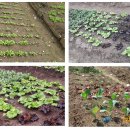 제비네 농장2 이미지