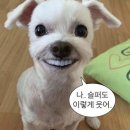 김상식피자마풍떡볶이 | 6월 14일 🔥 히로시마풍 오코노미야키를 먹고 , [모든것은당근케이크로부터시작되었다]를 다녀오고...