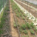 박사농장 이미지