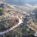 매화다리길 이미지