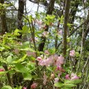 블랙야크 100대 명산인 백덕산(1,350m) 등산 후기(2018. 05. 15.) 이미지