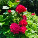 거제체육공원 벽천분 | 부산 태종대 수국 스팟 뽀개기