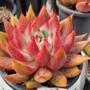 대아수퍼 이미지