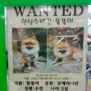 애견시대 이미지