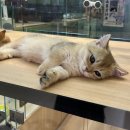 바오펫샵 | 중국 대련 여행 서안로야시장 가는법 먹거리 구경거리 다양한 실내 야시장