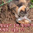 메리와 멍냥동거 중인 얌전이가 준비한 각별한 선물은? 이미지