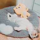 멍멍스토리 이미지