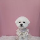 이쁘개 애견샵 이미지