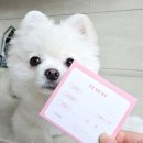 아이언펫