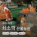 대한꽃농원 | 제주 비 오는 날 가볼만한곳｜쇠소깍산물관광농원 제주투어패스 내돈내산 후기(귤 따기 체험 있음!🍊)