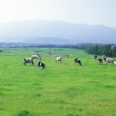 상용목장 이미지