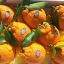 최인숙 농장 이미지