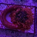 일석삼조포차 | 간술이라 쓰고 간조짐이라 읽는다