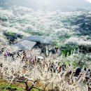 매화향에 취해 돌아서니 산수유-전남 광양·구례서 잇달아 꽃축제 이미지