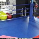 고릴라 복싱 이미지