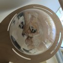 언제나고양이 | 여행 갈 때 고양이 호텔 - 짱구 짱아의 언제나 고양이 인천 호텔링 후기