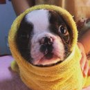 Jena house 이미지