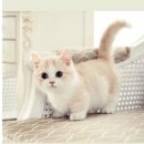 하루족발