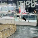 애견갤러리 강아지분양 애견샵 이미지