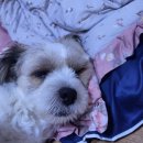 변잠계 | [짱아일기]13살 노견 자궁축농증 수술 후기