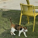 해바라기 애견 이미지